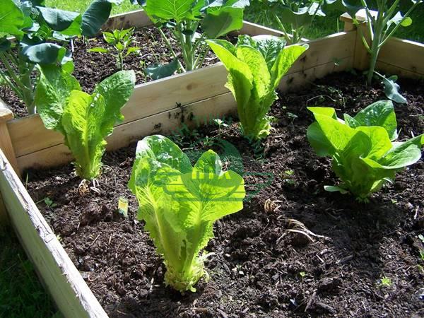 trồng rau organic tại nhà