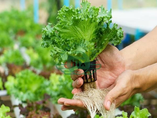 cách trồng rau thủy canh hữu cơ