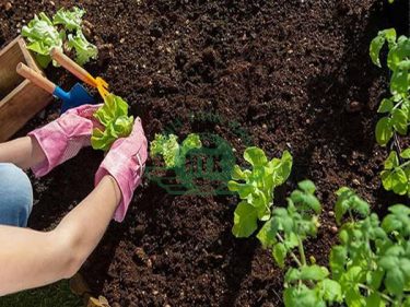 Hướng dẫn từ A-Z cách làm đất hữu cơ trồng rau đơn giản, nhanh chóng, giàu dưỡng chất