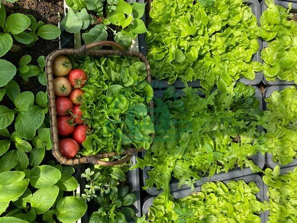 trồng rau bằng rác hữu cơ