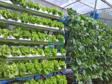 Top 4 mô hình trồng rau hữu cơ ở Việt Nam hiệu…