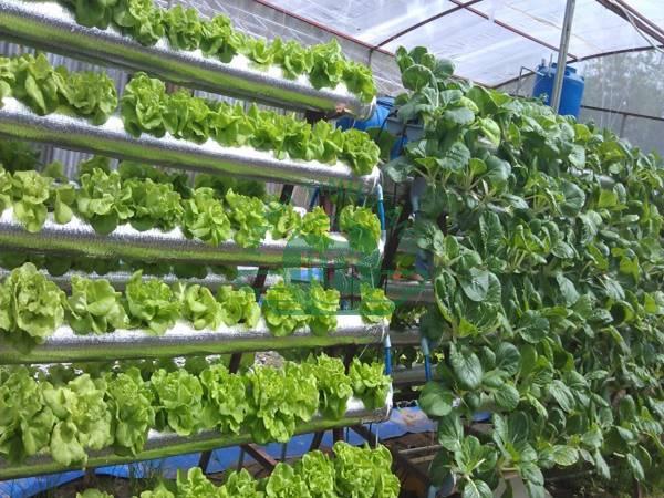 Top 4 mô hình trồng rau hữu cơ ở Việt Nam hiệu quả, cho năng suất cao