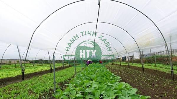 Tìm hiểu một số mô hình trồng rau sạch đang được áp dụng tại Việt nam