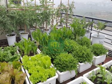 Tư vấn trồng rau hữu cơ trên sân thượng thành công ngay lần đầu