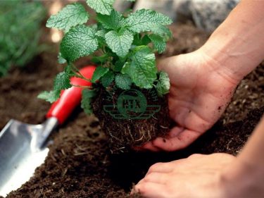 Ủ hoai mục là gì? – Lợi ích ủ hoai mục giúp cây phát triển tốt