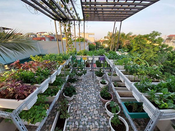 Thiết kế mô hình trồng rau trên sân thượng đẹp đơn giản  Cleanipedia