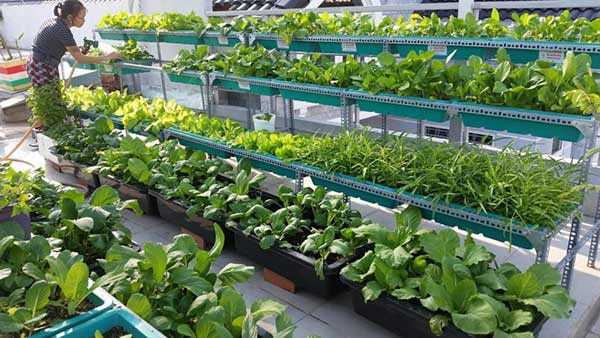 8 Cách trồng rau trên sân thượng xanh mướt đúng kỹ thuật  Cleanipedia