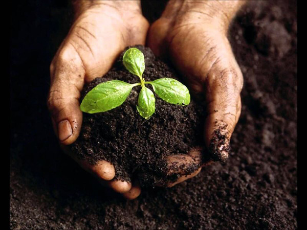 Chuẩn bị đất dinh dưỡng trồng rau hữu cơ