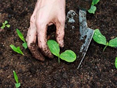 Những phương pháp xử lý đất trồng rau hữu cơ hiệu quả…
