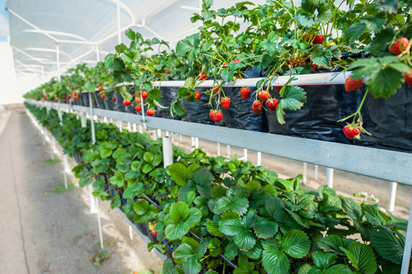 Nhật Bản với mô hình trồng rau thông minh  Kỹ Thuật Nuôi Trồngcom