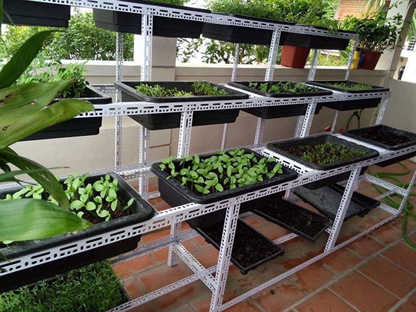 Mô hình trồng rau trên sân thượng áp dụng công nghệ tự động hóa 