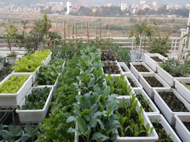 Khám phá 5 mô hình trồng rau trên sân thượng dễ áp…