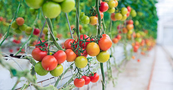 Giống cà chua dễ sống mà bạn nên trồng trong vườn rau hữu cơ
