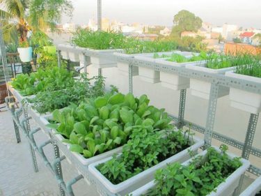 Hướng dẫn chi tiết cách trồng rau sạch tại nhà đạt năng suất cao