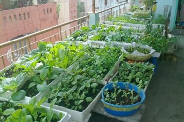 Người dân Đà Lạt áp dụng mô hình trồng rau sạch tại…