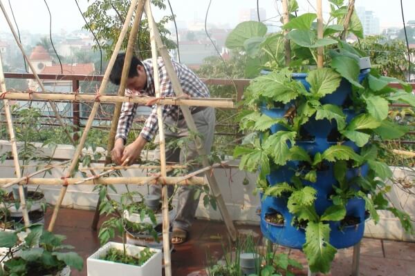 Hình ảnh mô hình trồng rau sạch bằng tháp trồng rau hữu cơ của anh Thành