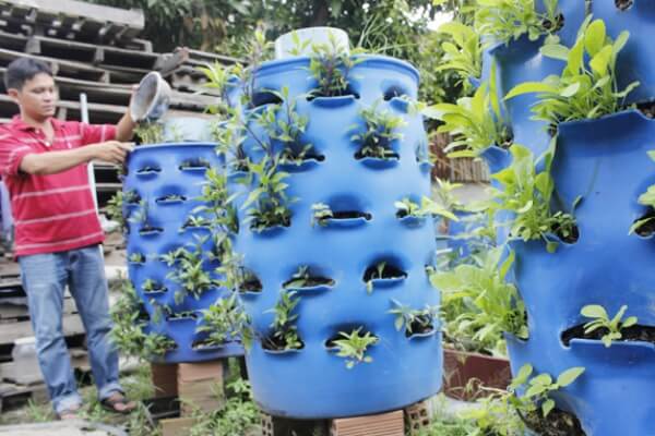 Mô hình trồng rau sạch bằng thùng ủ rác hữu cơ