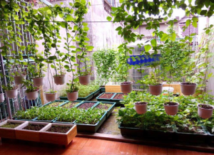 5 lợi ích khi trồng rau bằng rác hữu cơ tại nhà