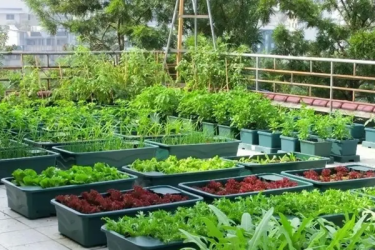 Biến rác thành phân bón hữu cơ cho vườn rau với thùng…